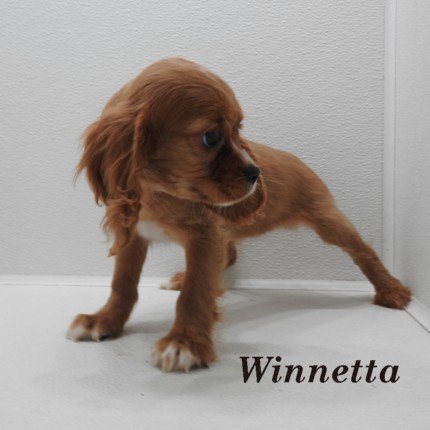 puppy, for, sale, Cockilear, Joe & Cherri  Overlease, dog, breeder, Miller, MO, dog-breeder, puppy-for-sale, forsale, nearby, find, puppyfind, locator, puppylocator, aca